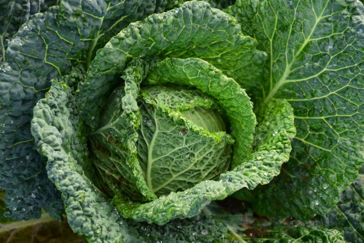 Cultivation d’espèces comestibles originales : redécouvrir l’art du jardinage en mode potager insolite en immobilier