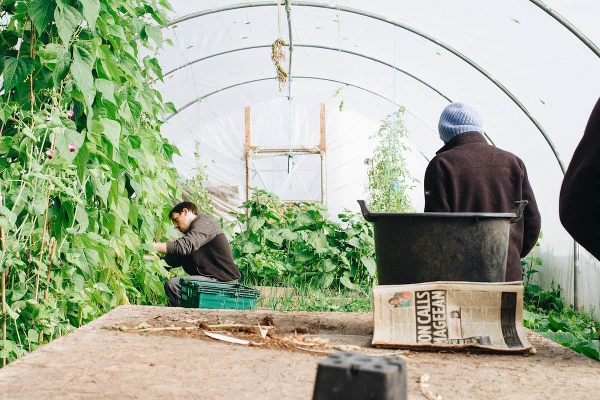 La révolution de la permaculture : les gazons comestibles refaçonnent l’immobilier durable