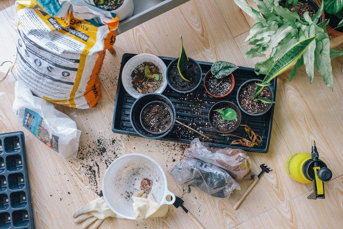 Créer des symbioses profitables dans votre potager : l’art subtil de l’association des plantes en immobilier écologique